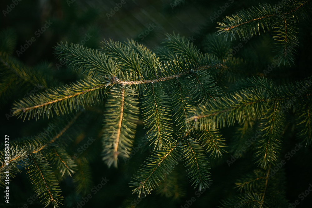 a pine tree, a Christmas tree, is illuminated by the rays of the setting sun a pine tree, a Christmas tree, is illuminated by the rays of the setting sun