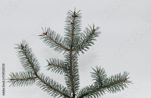 a branch of a pine tree spruce on a white background