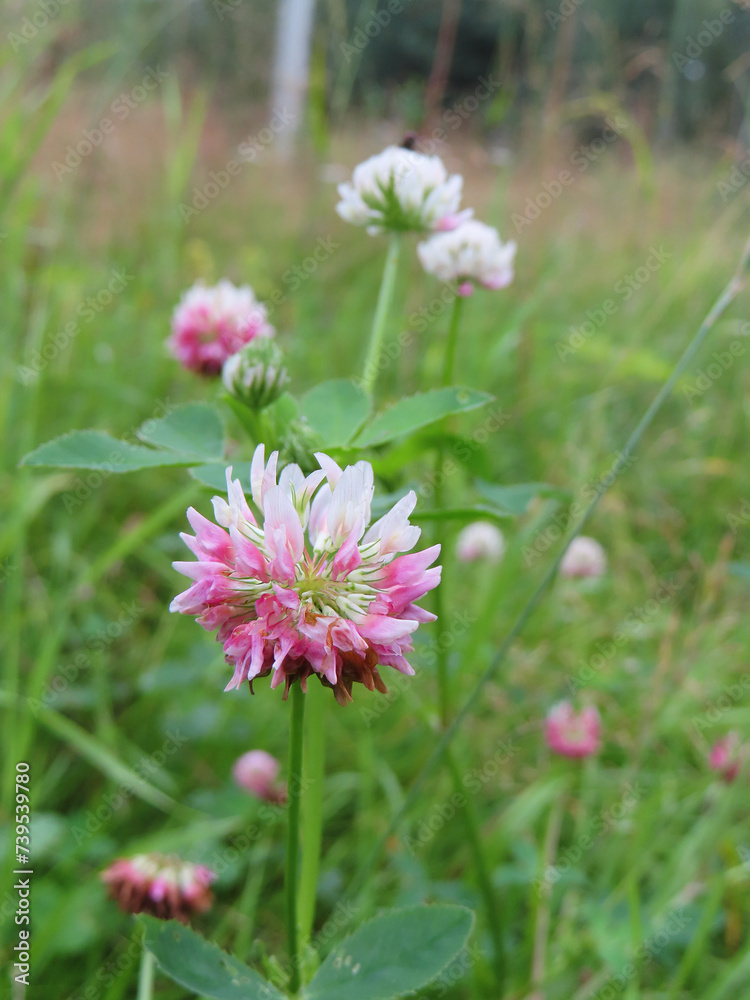 blooming pink clover on green summer meadow