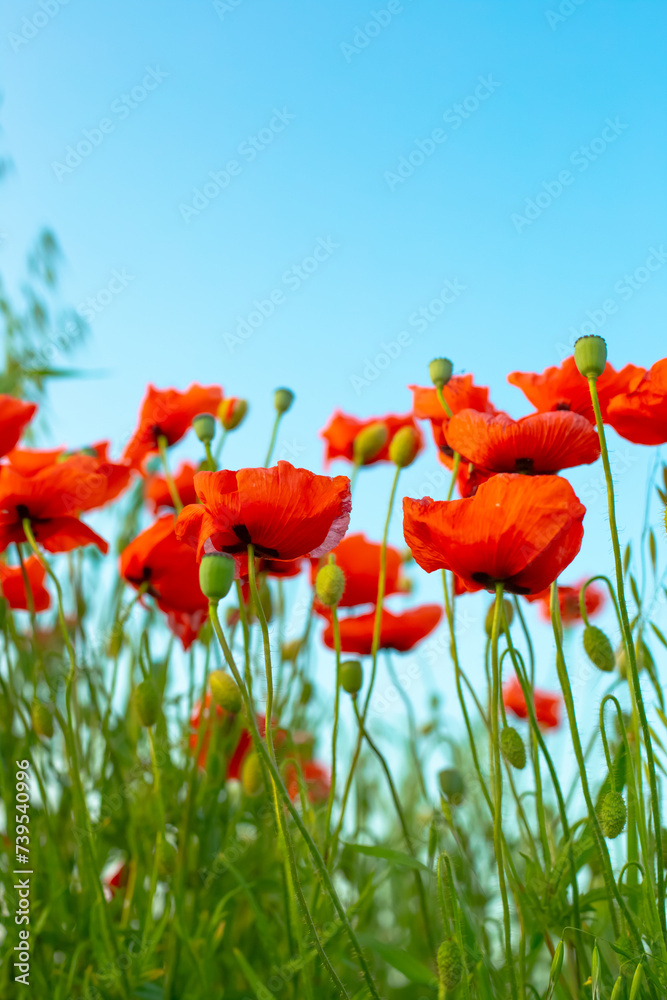 Obraz premium Beautiful bright flowers of red poppies against a blue sky. Vertical landscape.