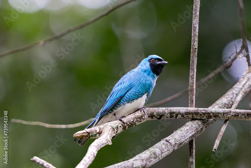 Saí-andorinha (Swallow Tanager) -  Blue bird © Magela Eleutério