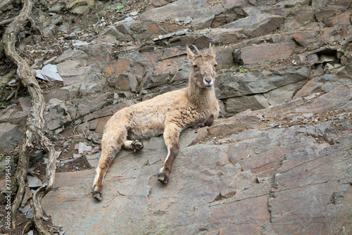 mountain goat on the rock a beautiful background