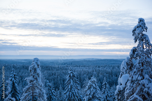 Serene winter landscape captures the beauty of a snow-covered forest at dusk. The foreground features trees laden with snow, their branches creating a white canopy. photo