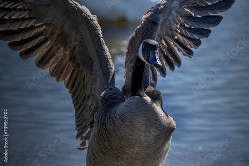 Canada Goose Flapping Wings