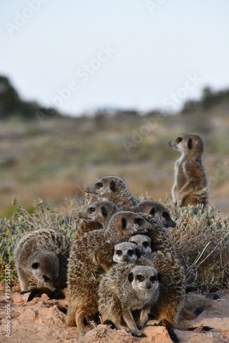 Meerkat Family in Oudtshoorn | South Africa