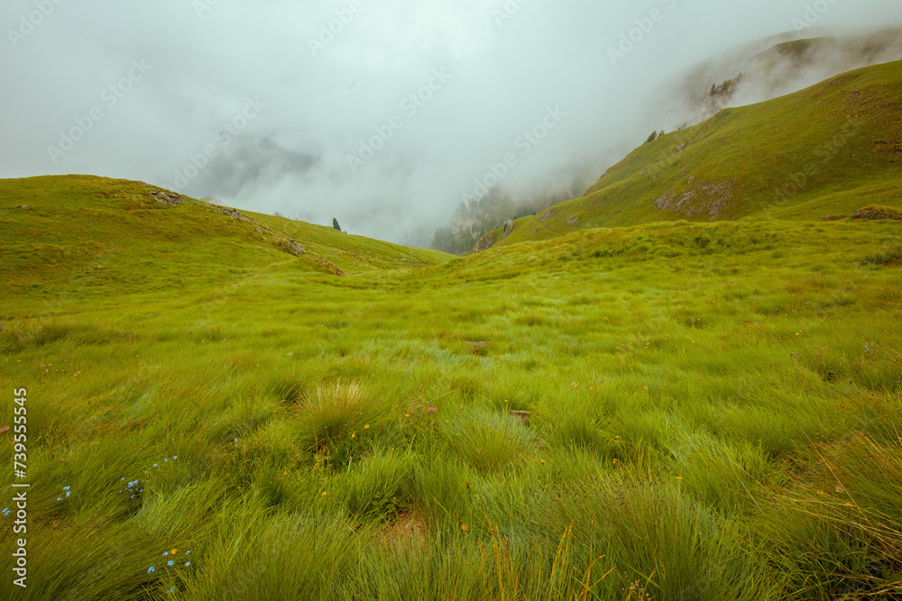 landscape with meadow and fog