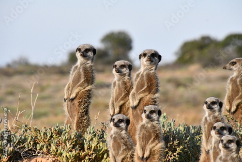 Meerkat Family in Oudtshoorn | South Africa