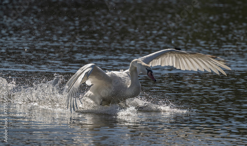 Mute Swan Courting, Cameron Park Lake photo