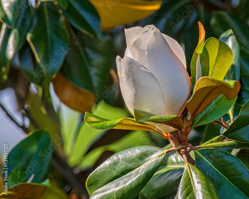 Partially Open Southern Magnolia Blossom