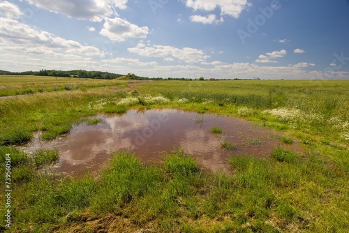 The ephemeral wetland on the field. Small temporary pond in the agricultural landscape.
