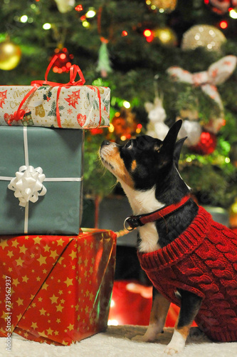 ein kleine Chihuahua guckt  auf die Große Geschenk boxen