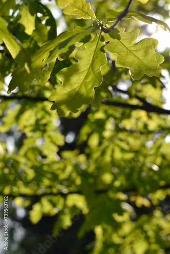 Green oak leaves on a sunny day close-up