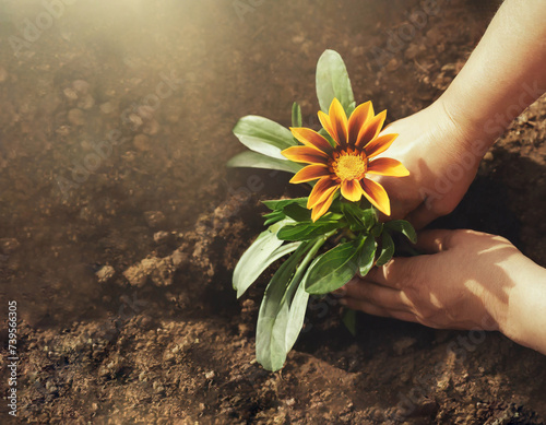 Hands planting gazania flowers in the garden, top view. Spring gardening background concept with copy space.