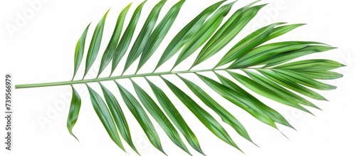 Fresh green palm leaf isolated copy space on white background. AI generated image