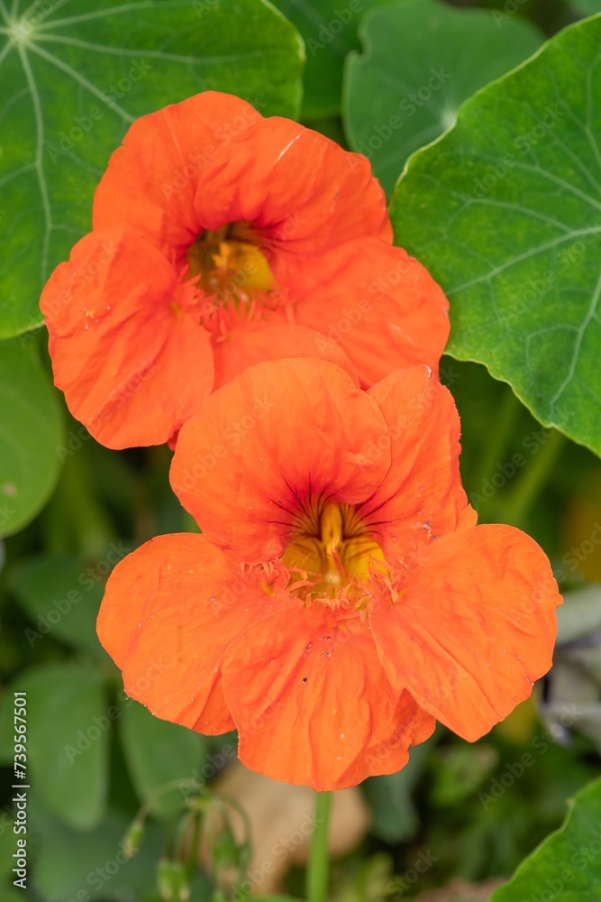 Orange nasturtium (tropaeolum) flowers in bloom Orange nasturtium (tropaeolum) flowers in bloom