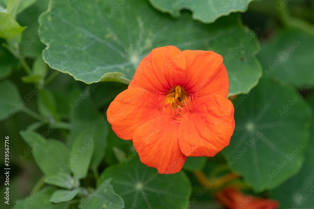 Close up of an orange nasturtium (tropaeolum) flower in bloom Close up of an orange nasturtium (tropaeolum) flower in bloom