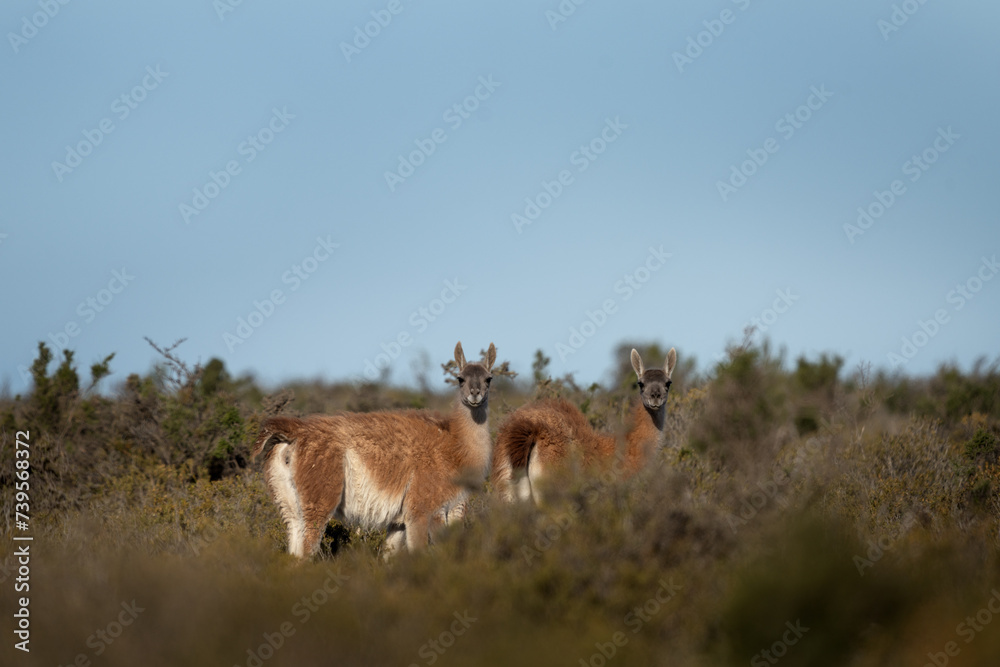 Fototapeta premium Herd of guanaco llama in Patagonia. Vast wild land in Argentina. Llamas in Valdés peninsula. 