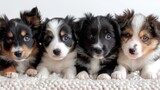 Four Puppies Sitting Together