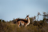Herd of guanaco llama in Patagonia. Vast wild land in Argentina. Llamas in Valdés peninsula. 