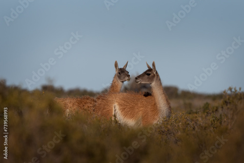 Herd of guanaco llama in Patagonia. Vast wild land in Argentina. Llamas in Valdés peninsula.  
