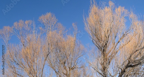 Bare branches of cottonwood trees  along the Yampa River in Steamboat Springs, Colorado photo