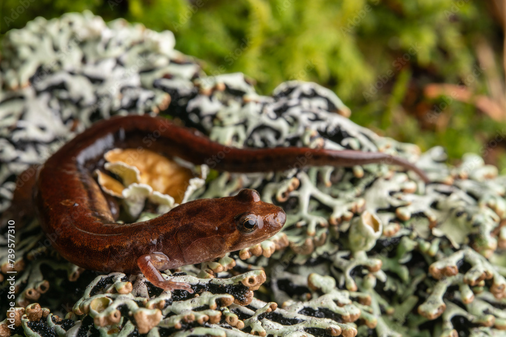 Fototapeta premium Cherokee mountain dusky salamander (Desmognathus adatsihi)