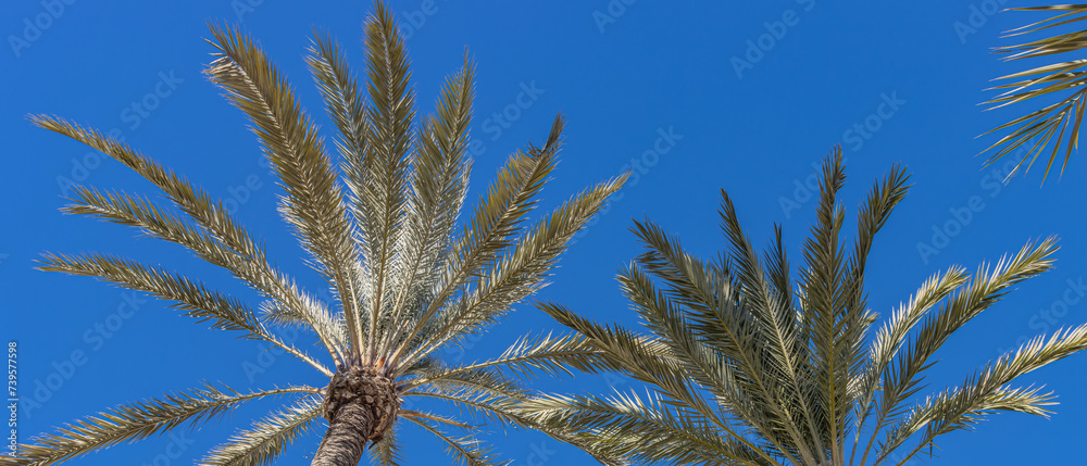 Obraz premium Alicante, Spain - January 5 2024 