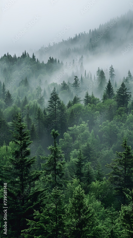 Misty fir forest landscape Misty fir forest landscape