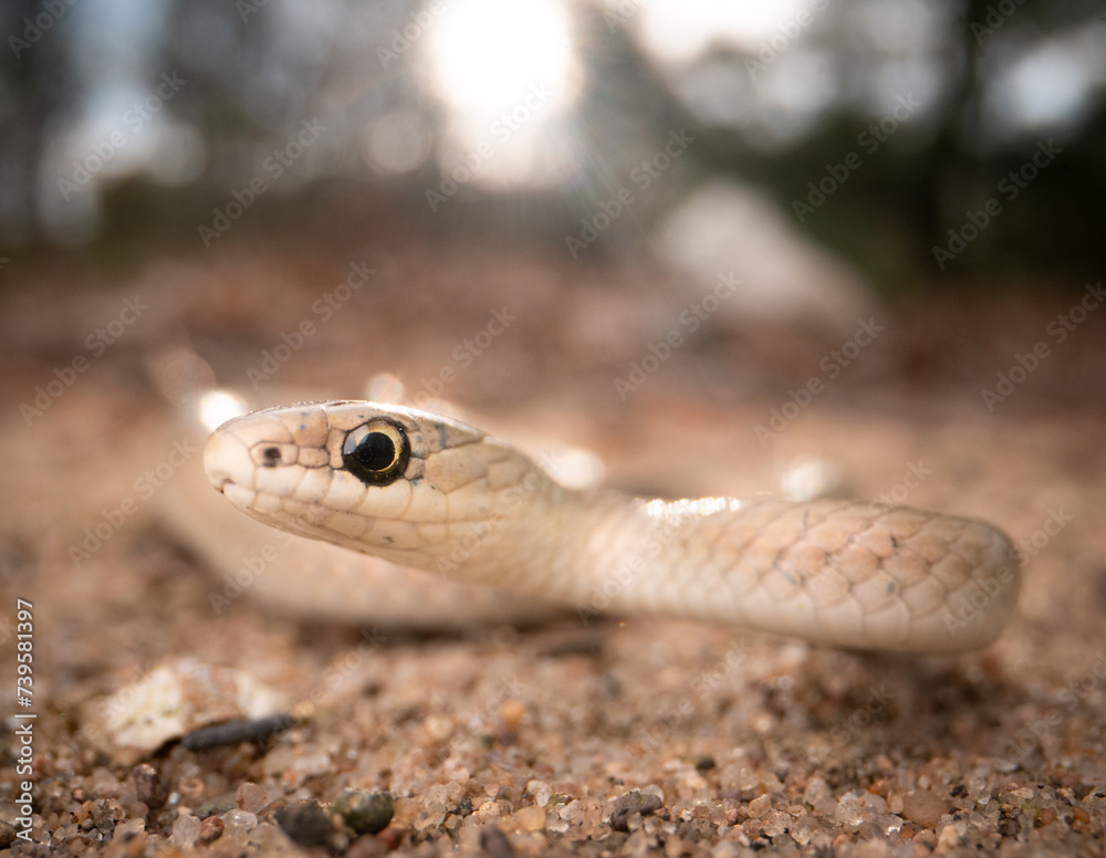 Obraz premium Smooth green snake (buff phase) (Opheodrys vernalis) with sun