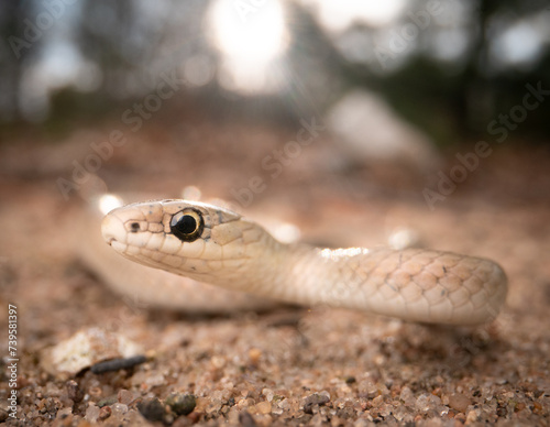 Smooth green snake (buff phase) (Opheodrys vernalis) with sun photo