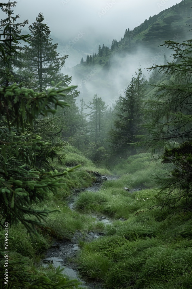 Misty fir forest landscape Misty fir forest landscape