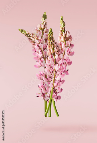  Beautiful pink Lupine flowers falling in the air isolated background. Creative zero gravity or levitation concept