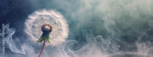 Dmuchawiec, makro kwiat. Puste miejsce © Iwona