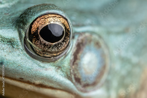 Blue frog (Lithobates clamitans) photo