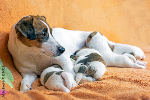 emale Jack Russell Terrier feeds her puppies on a peach blanket. Caring for puppies and nursing dogs. mothers Day