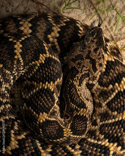 Eastern diamonback rattlesnake (Crotalus adamanteus) photo