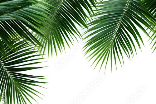 palm tree leaves wtf vector clip art illustration http upload