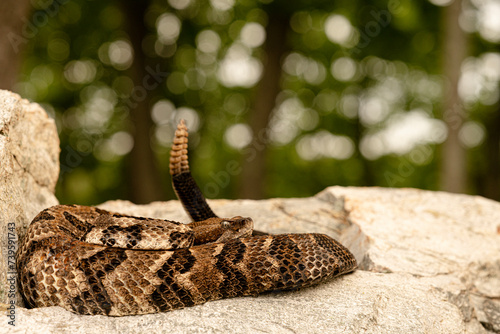 Timber rattlesnake (Crotalus horridus) photo