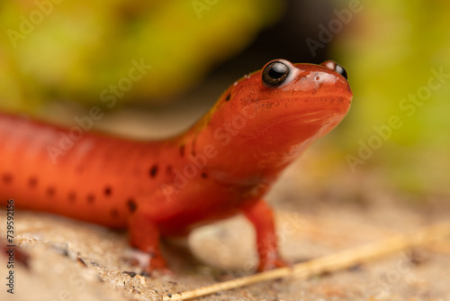 Eastern mud salamander (Psuedotriton montanus montanus) photo