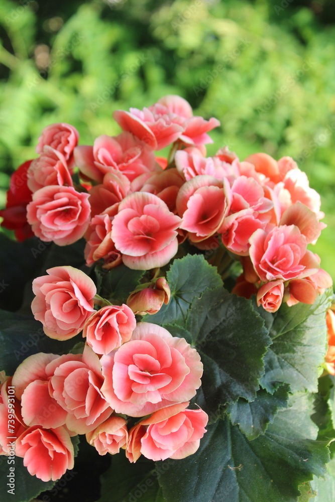 Obraz premium Pink begonia flowers. Begonia plant in full bloom
