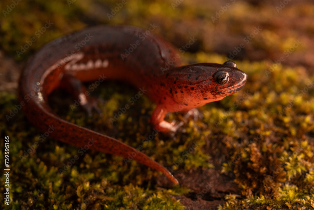 Eastern mud salamander (Psuedotriton montanus montanus) Eastern mud salamander (Psuedotriton montanus montanus)