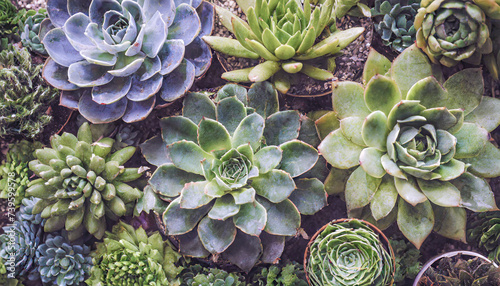 succulent plant / cactus, 16:9 widescreen wallpaper / background