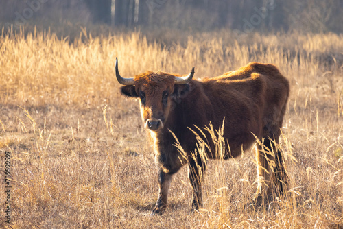 Fotografie The aurochs (Bos primigenius), tauros breed living in wetland The Janovsky mokrad in Pilsen region, Czech Republic, Europe