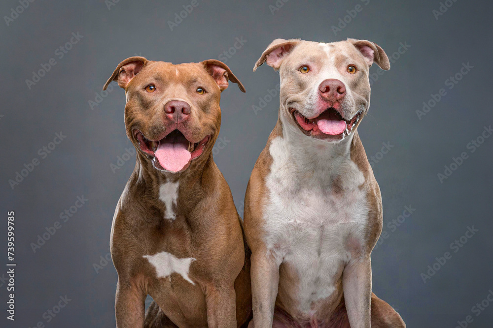two smiling pit-bulls, pet portrait on gray background