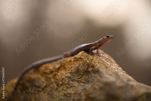Blacksburg salamander (Plethodon jacksoni) photo