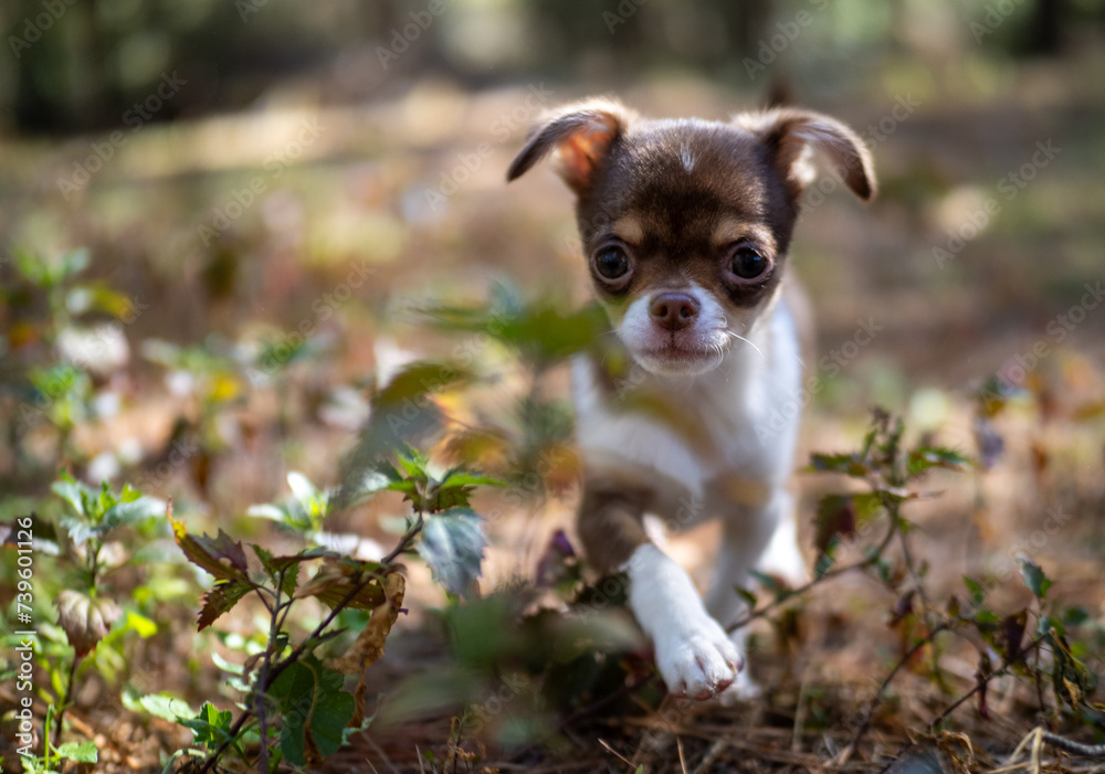 A Chihuahua puppy enjoys a sunny day, its delicate features illuminated by the warm, natural light filtering through the trees. A Chihuahua puppy enjoys a sunny day, its delicate features illuminated by the warm, natural light filtering through the trees.