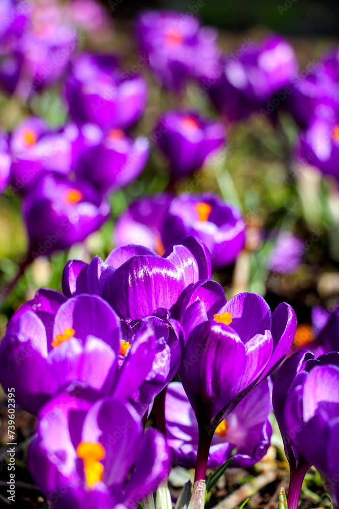 purple crocus flowers