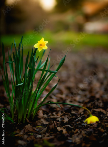 Yellow daffodil flower bloom in early spring