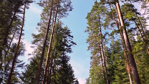 Natural theme footage from the national park forest with color effect and camera motion