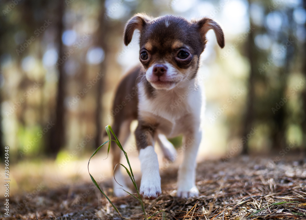A playful Chihuahua puppy frolics among the fallen leaves, its joyful spirit matching the lively forest surroundings. A playful Chihuahua puppy frolics among the fallen leaves, its joyful spirit matching the lively forest surroundings.